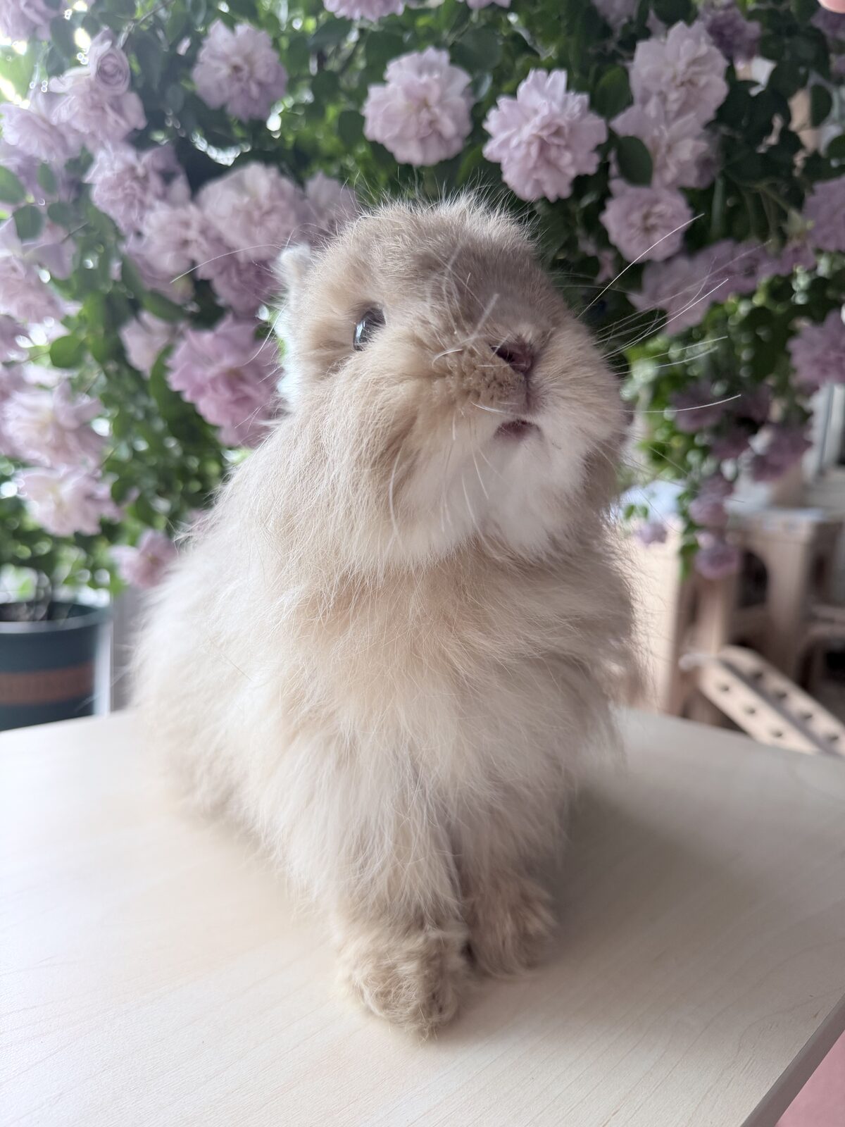 Pet bunny