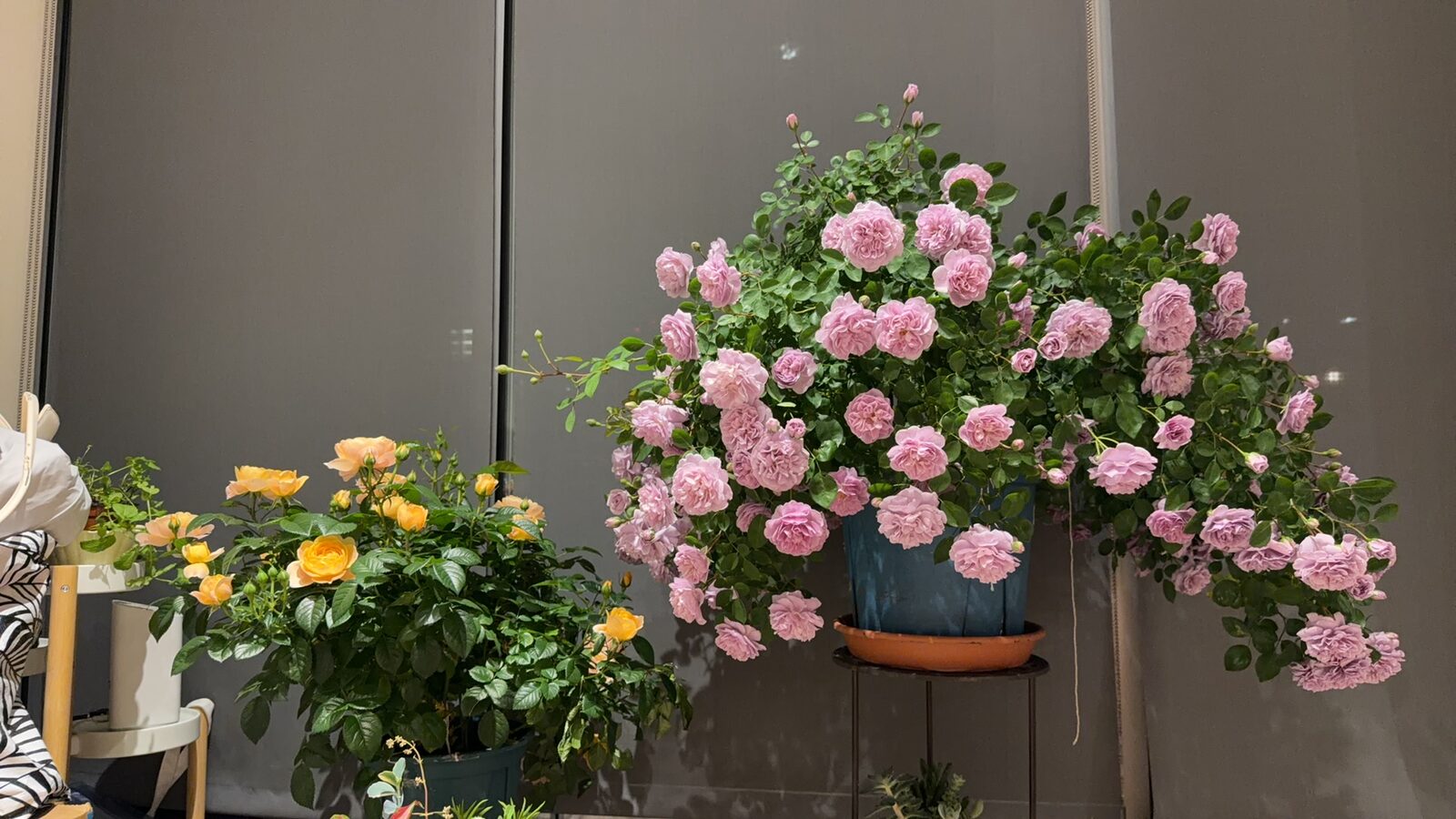 Roses I grew